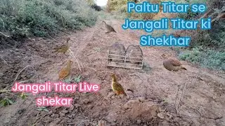 Jangali Titar pakdne ka tareeka Jangali Titar ki Shekar ki awaz Live 