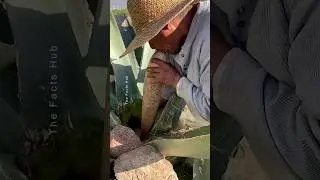 Agave Plant Secret : The Protein-Packed Drink Loved in China #plant #shorts #farming