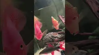 175L community tank #fish @CichlidBros #severum #parrotfish #southamericancichlids