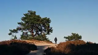 Trees | Sony ZV-E10