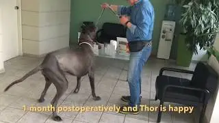 Total Hip Replacement (THR) in giant breed dog(Great Dane) . KYON custom made