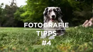 Fotografie Tipps zum Thema Hundefotografie