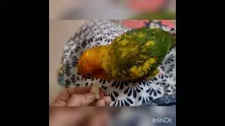 Sun conure 