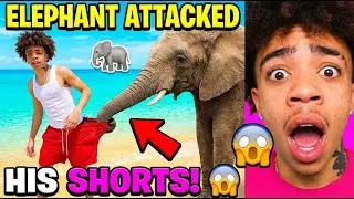 King Harris' Thailand Vacation Takes HILARIOUS Turn with Elephant Attack! 🐘💀