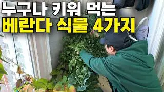 4.5평 속 베란다 텃밭 1년 해보고 결국 정리한 이유(키워 먹은 자취 야매요리)