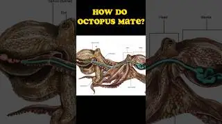The biggest difference between female and male octopuses #animals #facts #ocean #octopus #wildlife