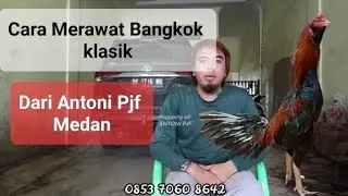 Tips Cara Merawat Ayam Bangkok || Antoni Pjf Medan