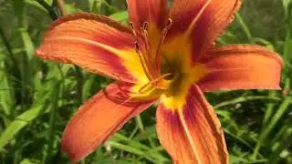Sony HDR-SR11 Color & Zoom Test Footage