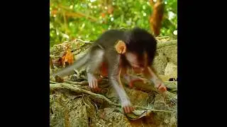 Baby monkey crying 😞#shorts #youtubeshorts #passionvkvlog #babymonkey