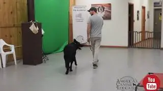 Stop Leash Pulling in 5 minutes- Dog Training with America's Canine Educator