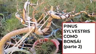 COMO HACER BONSAI DE PINUS SYLVESTRIS (parte 2ª)