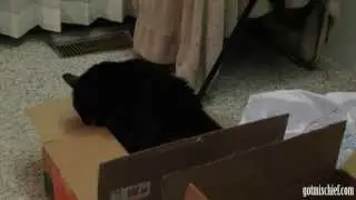 Cat In The Box!