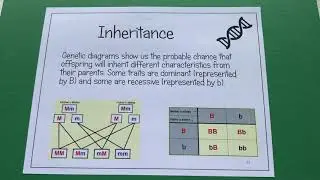 KS3 Microbes & Genetics - Inheritance and genetic diagrams