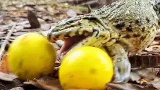 Cute Frog Sounds | Funny Bullfrog Like My Fingers! Cute Animals Video