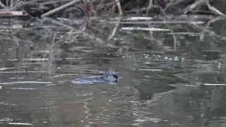 North American Beaver tows a stick home from its extensive Winter food supply