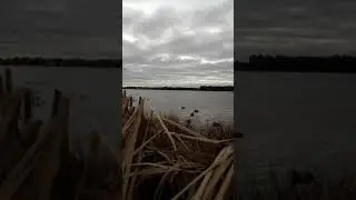 Coot shoot
