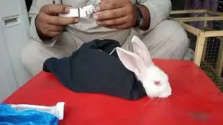 first injection of my rabbit #animal #bunnys #health #scabies