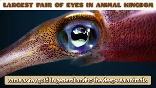 Largest Pair of Eyes in Animal Kingdom