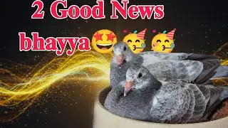 2 good news guys🤩🤩 dont miss🥳 #pigeonracing 