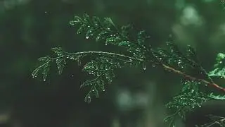 RELAXING MUSIC PINE TREE FOREST MOUNTAINS &bull; Meditation Music, Sleep Music, Ambient Study Music