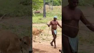 Tamilnadu village vlog. Beautiful Tamilnadu Village video. #tamilnadu #village #farmer #lifestyle