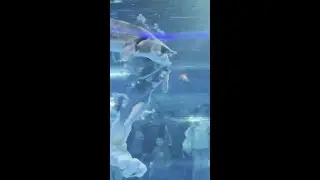 &lsquo;Mermaid&rsquo; performer attacked at aquarium
