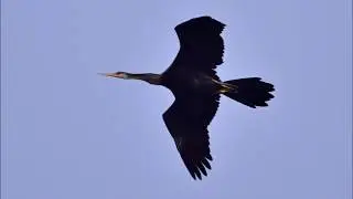Oriental Darter/ Indian Darter
