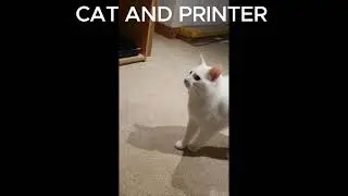 Cat vs Printer: Epic Battle with Funny Sound Effects! Who Will Win? # Funnyanimals 2024