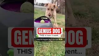 Meet the Genius Dog That Masters Fetch Without You!