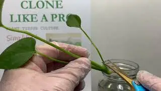 Philodendron tissue culture initiation. Step 2 - remove leaves