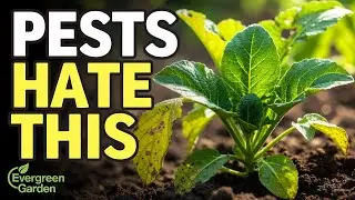 The Pest Control Secret Old Gardeners Never Explain