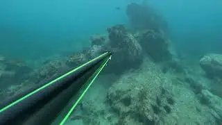 Spearing a red  Morwong