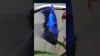 PLATINUM BLUE ANGEL DISCUS / CHENNAI AQUARIUM