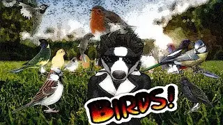 A day at the bird feeder (nature footage)