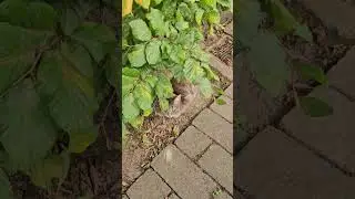 Bilis mong umiwas! 🤣 #funny #funnycats #funnyvideo #cute #cat  #catlovers #kitty #kitten #short