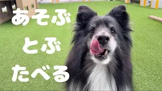 遊びも食事も全力！9歳シェルティの「最高の一日」に密着してみた