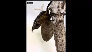 Newly hatched Polyphemus moth female