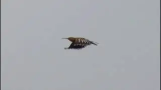 Hoopoe In Flight @ Wall Heath 25-11-15