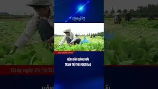 N&ocirc;ng d&acirc;n Quảng Ng&atilde;i tranh thủ thu hoạch rau