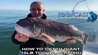 Fishing for Huge Blackfish 10lb tautog