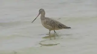 Vinoy Park shorebirds