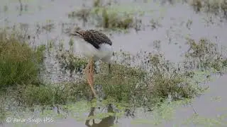Black winged Stilt juvenile feeding