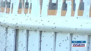 Certain insects swarming parts of the Tri-States with annual appearance