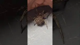 200 PAJĄK&Oacute;W NA PLECACH