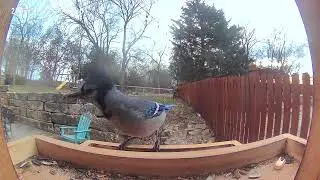 Colorful Birds Eating at the Feeder | Peaceful Nature