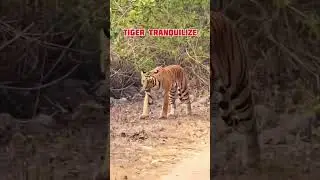 FULL VLOG 👆 #yuvrajjimcorbett #wildlife #tiger #corbett #tigersighting #tigers