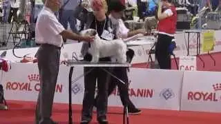 Milano klubshow 2015/Sealyham terrier junior male class/U.D.James Le Bron 1st, U.D.Kobe Bryant 2nd.