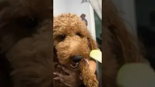 Does your dog like apples? Golden doodle apple lover 🍏🍎 #shorts #apple #dogs