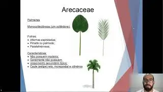 FAM&Iacute;LIAS BOT&Acirc;NICAS - ARECACEAE/AQUIFOLIACEAE/ARAUCARIACEAE