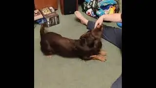Play Dead (Bang!) in Spaniel People